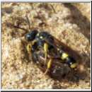 Cerceris rybyensis - Knotenwespe 18 mit Furchenbiene.jpg